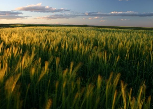 wheat field